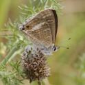 J01_2359 Long-tailed Blue.JPG